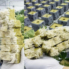 Load image into Gallery viewer, 50pcs Garden Hydroponics System Mineral Wool For Plant Seeds Seedling Nursery Pots Grow Blocks Hydroponic Home Installation Tray
