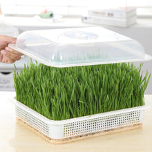 Load image into Gallery viewer, Green Seed Sprout Planting Plate With Cover Pea Bean Home Tray Systems Hydroponic Wheatgrass Pot Sprouter Seedling Germinat Z8A1
